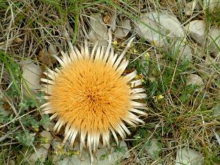 Carline � feuilles d'Acanthe