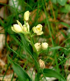 Cephalanthera damasonium Druce 1906