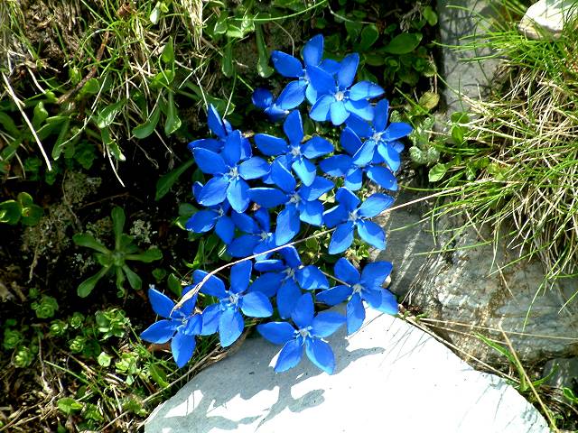 Gentianes