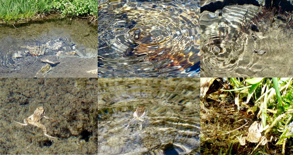 Bulles et grenouilles