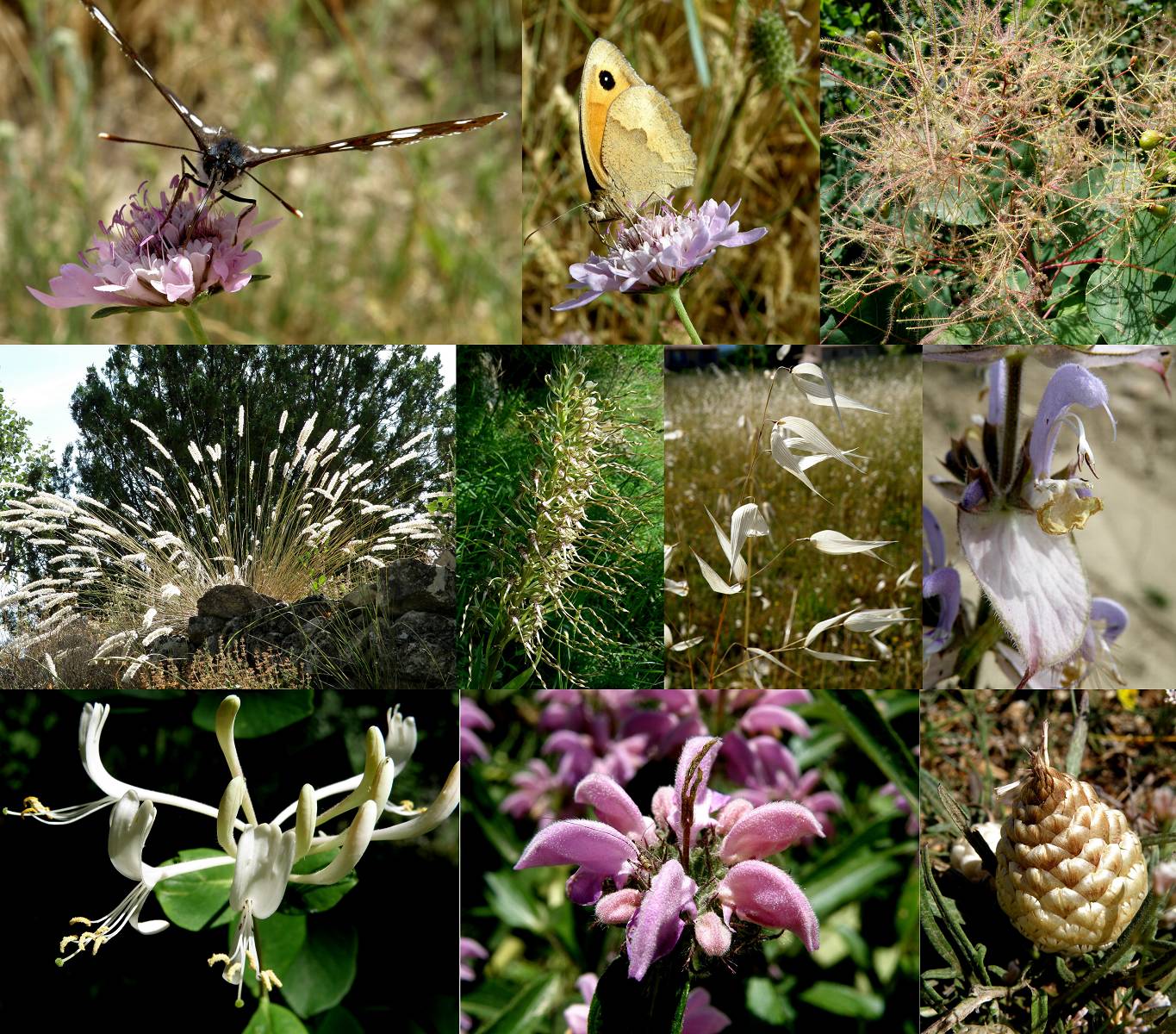 Fleurs (photos de Louis)