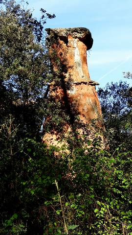 Demoiselles Coiff�es