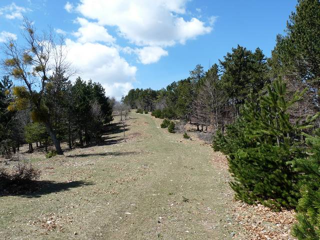 Cr�te est du Ventoux