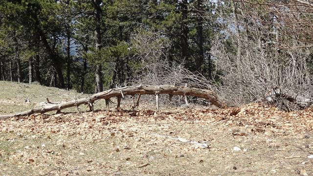 Cr�te est du Ventoux