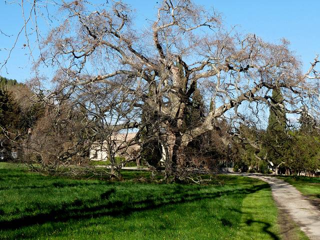 Platane tricentenaire