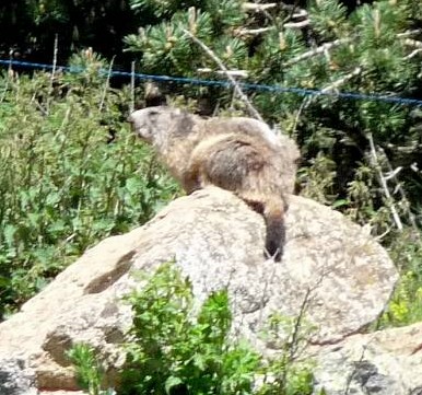 Marmotte