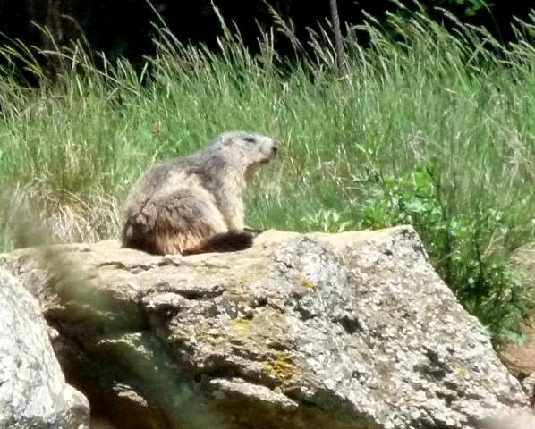 Marmotte