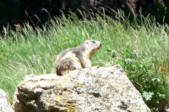 Marmotte