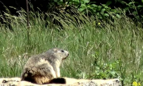 Marmotte