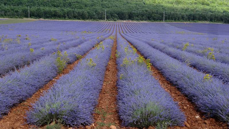 Lavandes