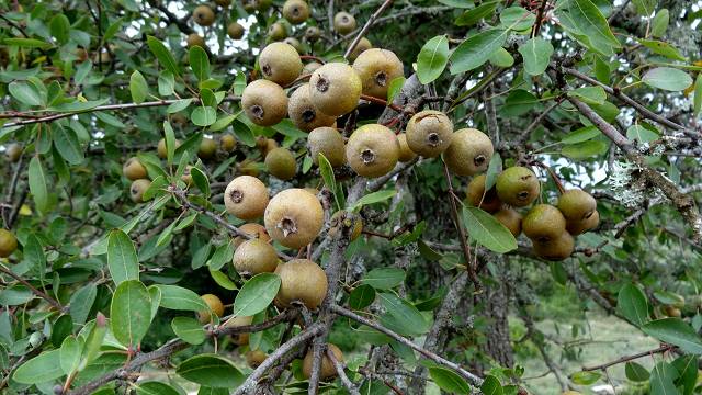 Poirier � feuilles d'amandier