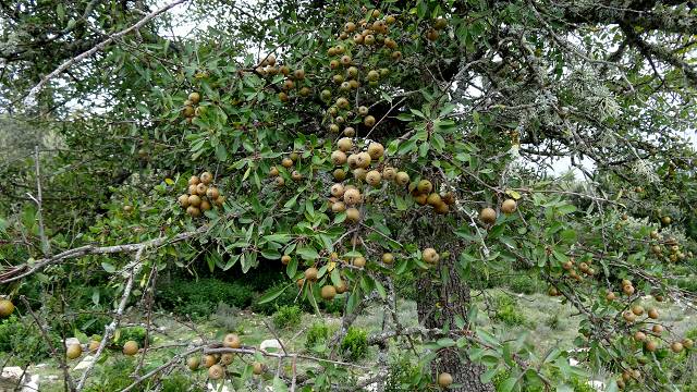 Poirier � feuilles d'amandier