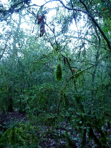 Vallat du Puits Neuf