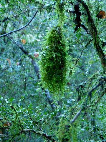 Vallat du Puits Neuf