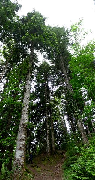 Ch�teau de Roquedols (Meyrueis)