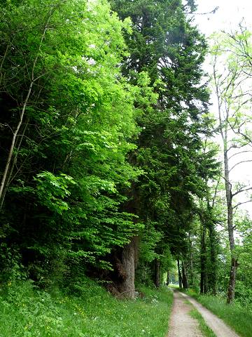 Ch�teau de Roquedols (Meyrueis)